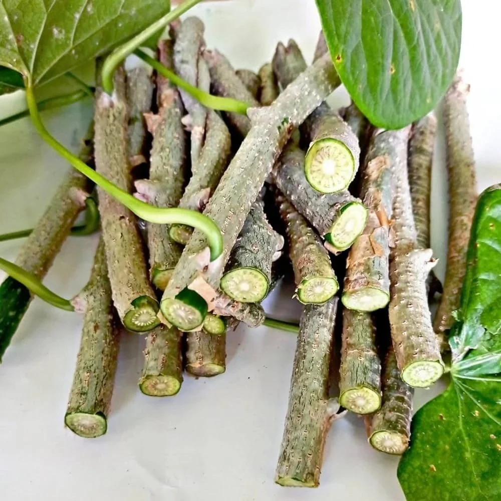 ayush riti giloy stick